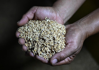 डुडुवाका किसानलाई अनुदानमा धानको बीउ वितरण