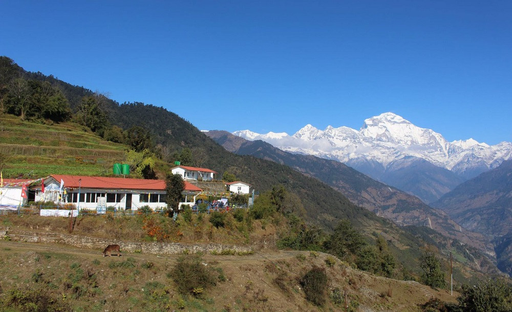 मोटरबाटोले टोड्के पुग्न सहज, लालीगुराँसले तान्दै पर्यटक