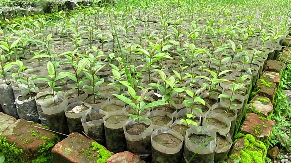 फलफूल खेती विस्तारका लागि किसानलाई बिरुवा वितरण