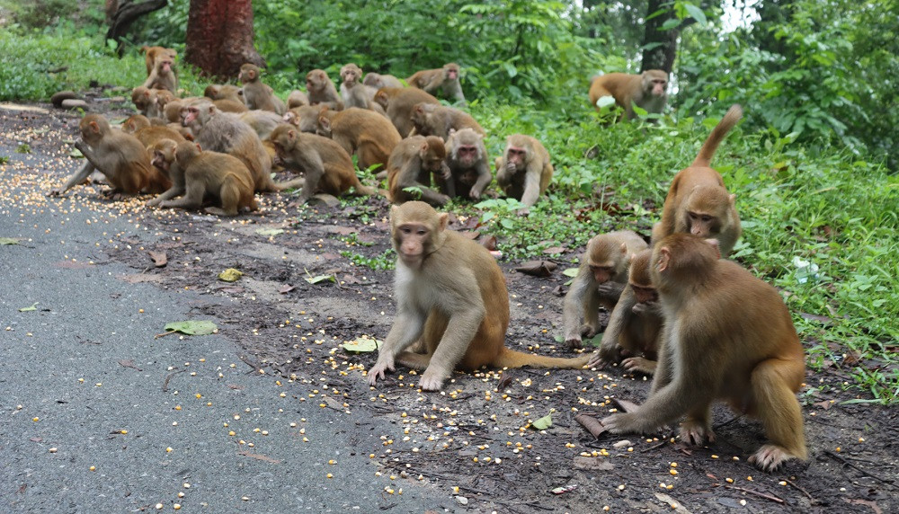 जैमिनीको आगामी नीति कार्यक्रम : बाँदर नियन्त्रण गर्न 'बाँदर बगैँचा', अण्डा र मासुमा आत्मनिर्भर बन्ने