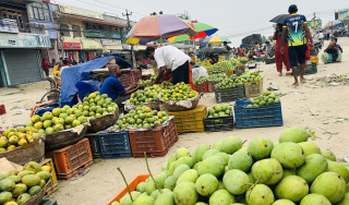 सर्लाहीमा एउटै बागवानी केन्द्रबाट ५३ लाख रुपैयाँ बढीको आँप बिक्रीको ठेक्का