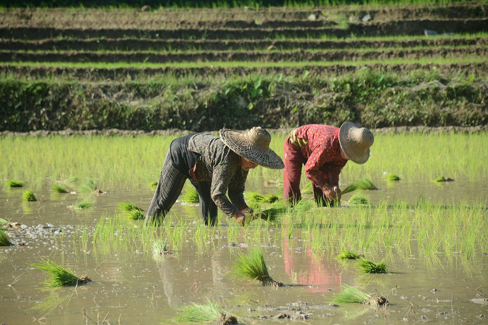 गण्डकीमा ८९ प्रतिशत रोपाइँ