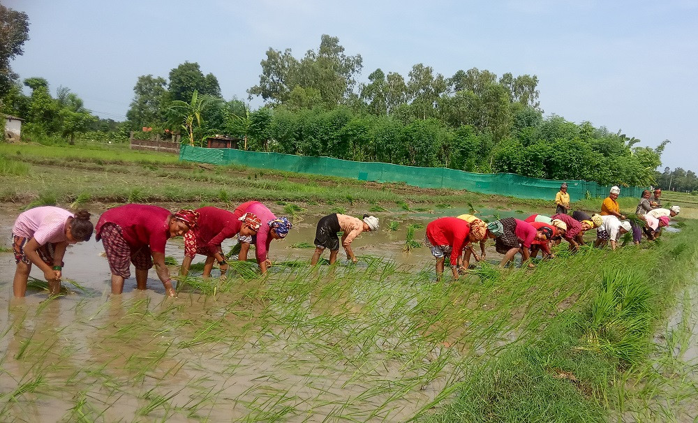 महोत्तरीमा पुगेन बीउ, ४९ प्रतिशतमात्र धान रोपाइँ