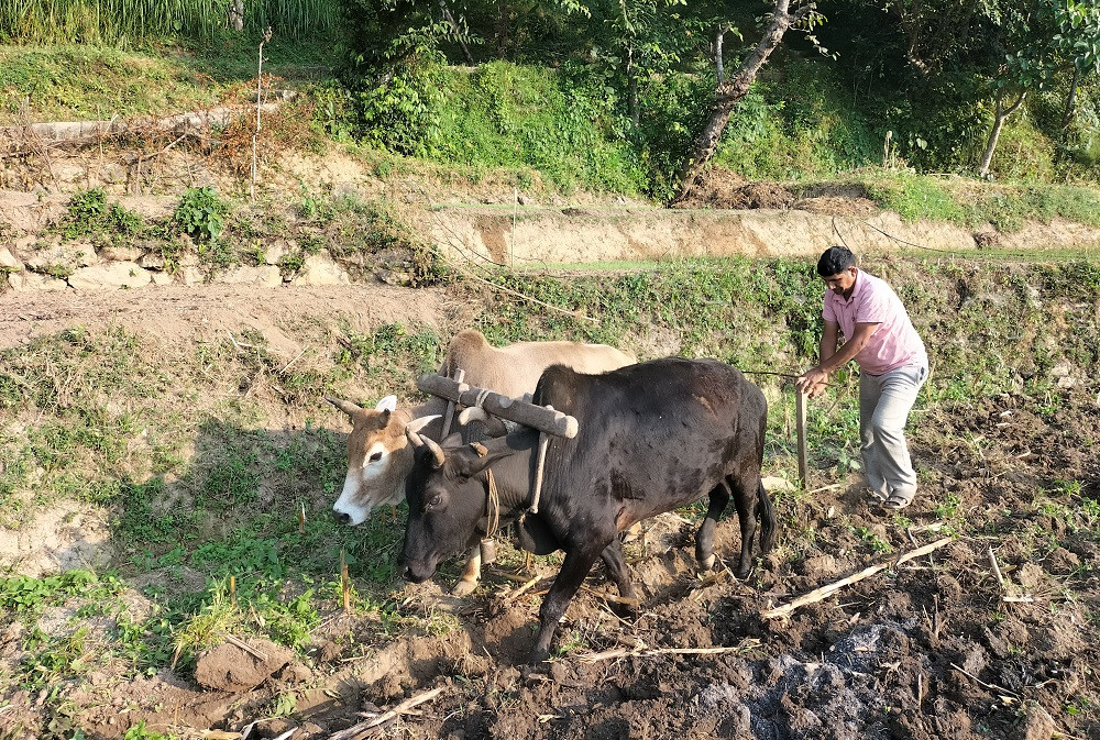 सुदूरपश्चिममा बाँझो जग्गा उपयोगमा ल्याइँदै