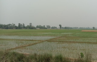 भजनीमा बर्सेनि बढ्दै चैते धानको आकर्षण