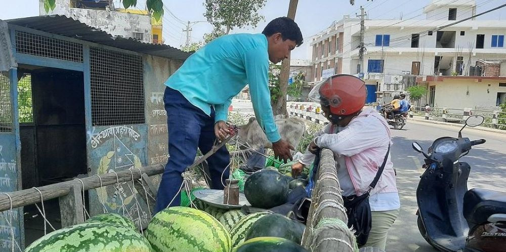 खरबुजा बिक्रीबाट दैनिक १२ हजारसम्म आम्दानी गर्दै किसान