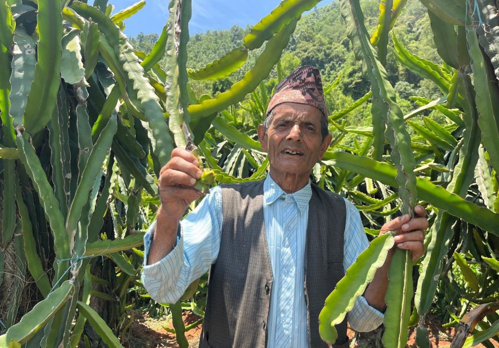 ड्रागन फ्रुटबाट वार्षिक १० लाख आम्दानी गर्दै ७७ वर्षीय बालकृष्ण