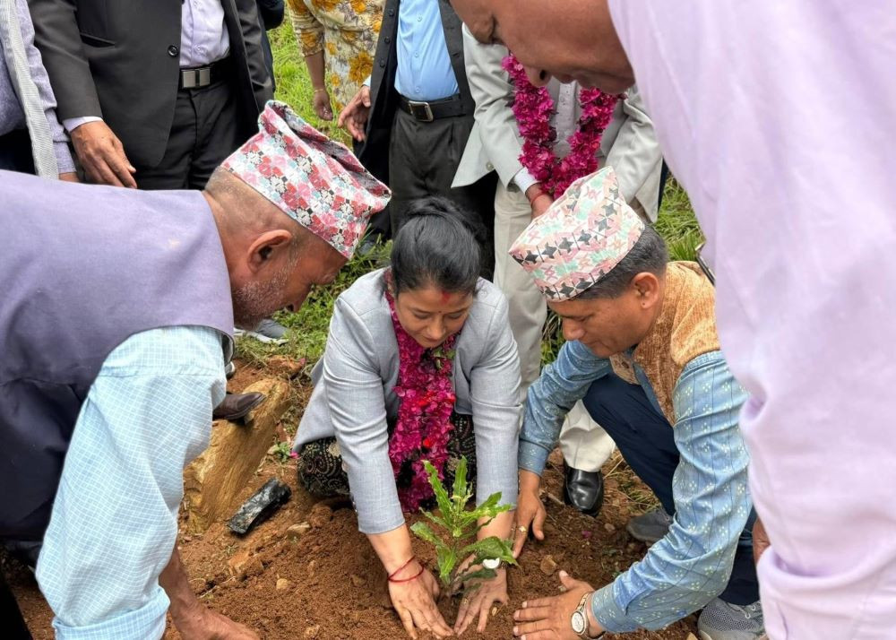 बाँदर आतंकले ‘जापानी कटुसखेती’तर्फ किसान आकर्षित, पर्वतमा एक सय ४० रोपनीमा लगाइयो