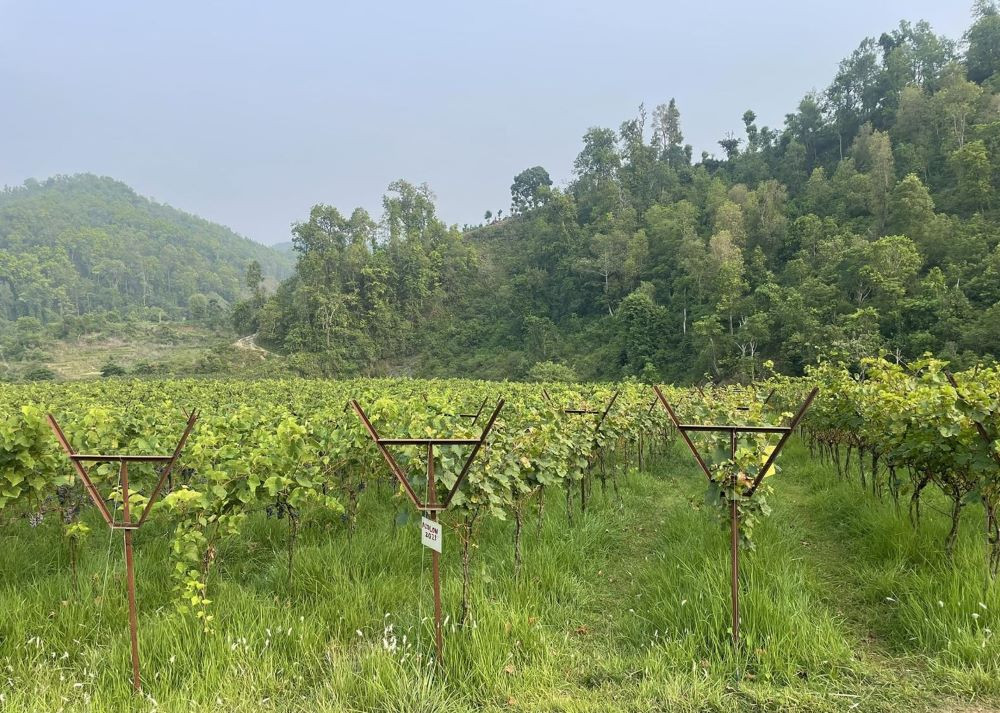७० रोपनी जग्गामा अंगुरखेती, अवलोकन गर्न आन्तरिक पर्यटकको घुइँचो
