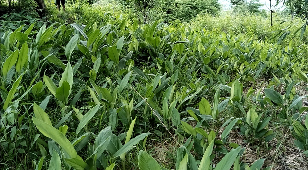 अन्य खेतीमा बाँदरले दुःख दिएपछि व्यावसायिक बेसारखेती गर्दै किसान