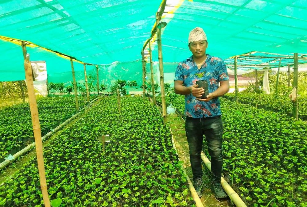 एउटै फार्मबाट एकै सिजनमा ९  हजार कफीका बिरुवा बिक्री