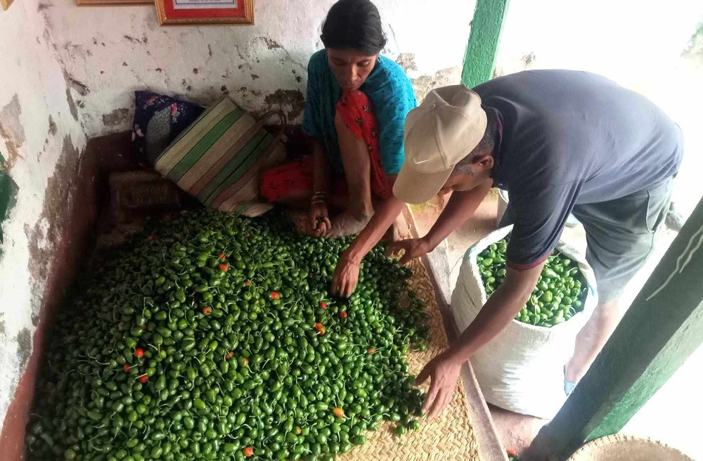आम्दानीको स्रोत ‘अकबरे’
