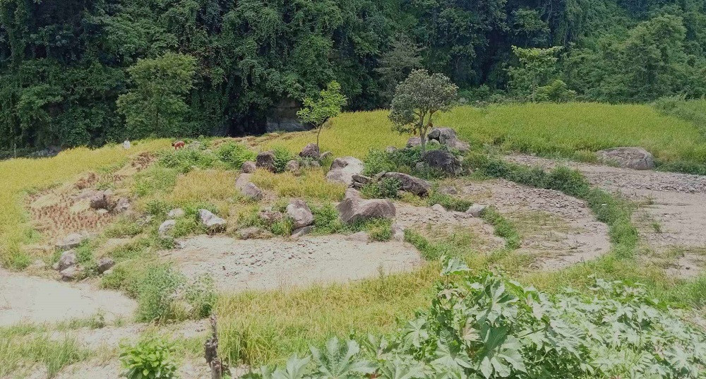 बाढी खेतमा पस्दा बर्खे धानबालीमा क्षति