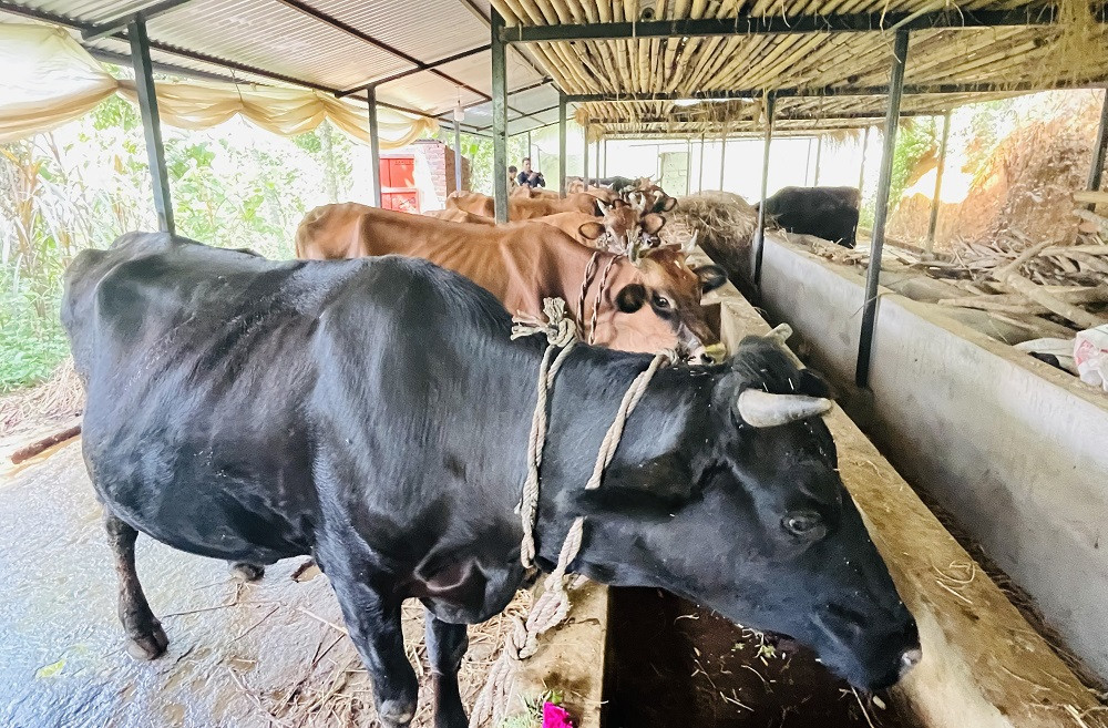 गुल्मीको सत्यवतीमा गाईपालक कृषकलाई प्रोत्साहन, पहिलो बेत ब्याउने गाईका लागि १० हजार अनुदान