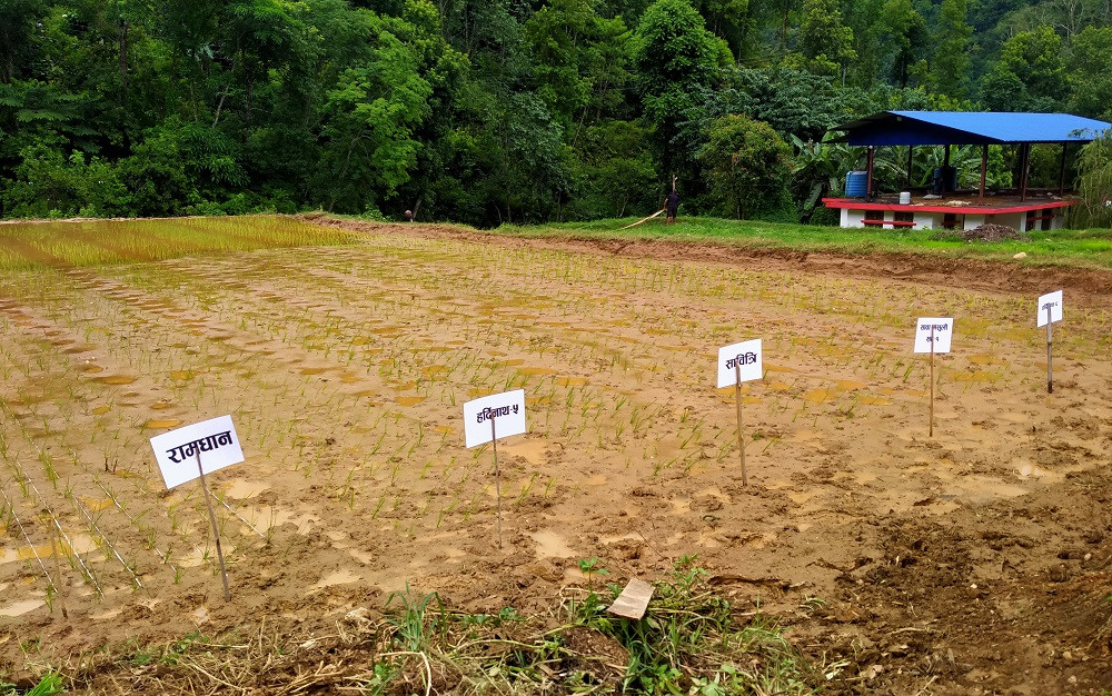 स्याङ्जाको वालिङ यवादीमा प्रजनन बीउबाट मूल बीउ उत्पादन गरिँदै