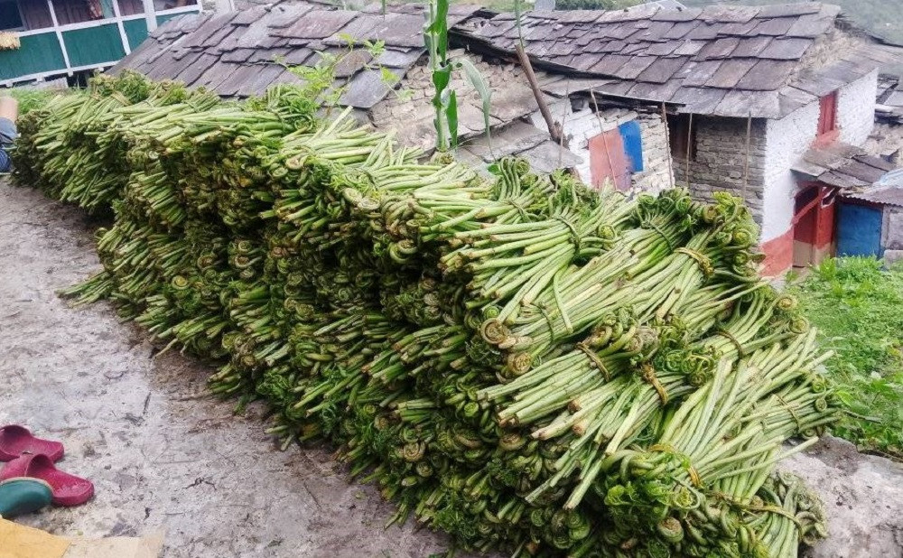 दोवाका स्थानीयको घरखर्च चलाउने माध्यम बन्न थाल्यो निहुरो, गाउँबाटै हुन्छ बिक्री