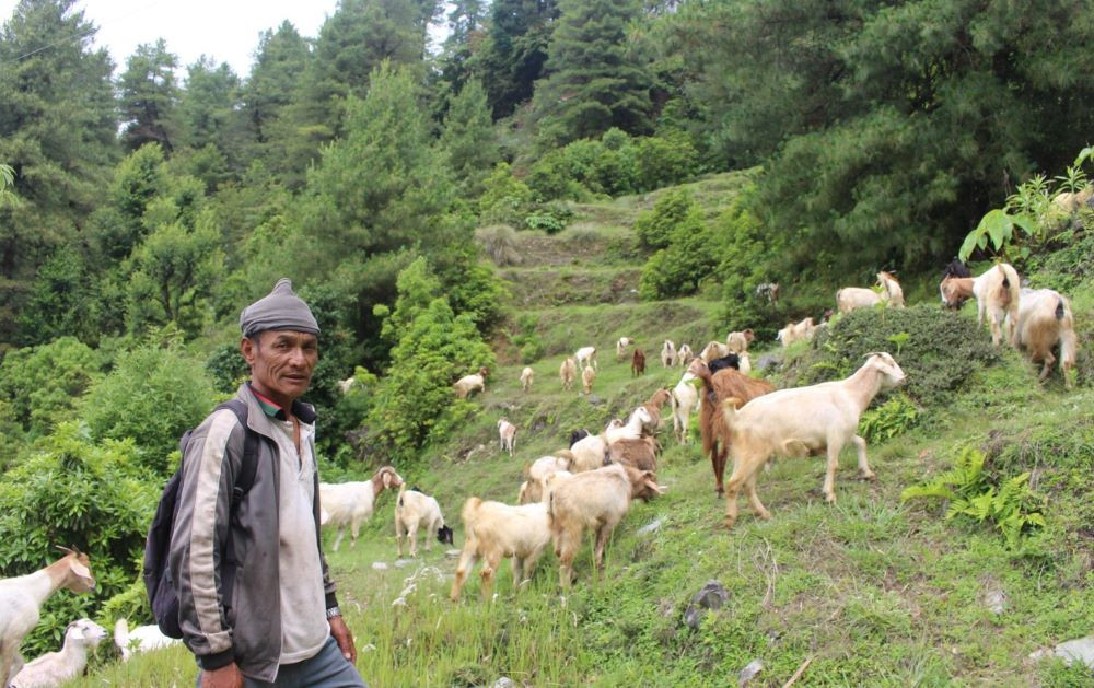 वैदेशिक रोजगारी राम्रो नभएपछि नेपाल फर्किएर बाख्रापालन, परिवारै आत्मनिर्भर बन्दै