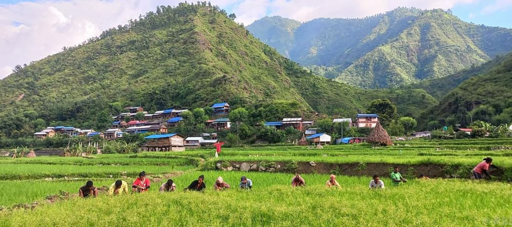 सिन्धुलीको गोलञ्जोरमा धान गोड्दै किसान