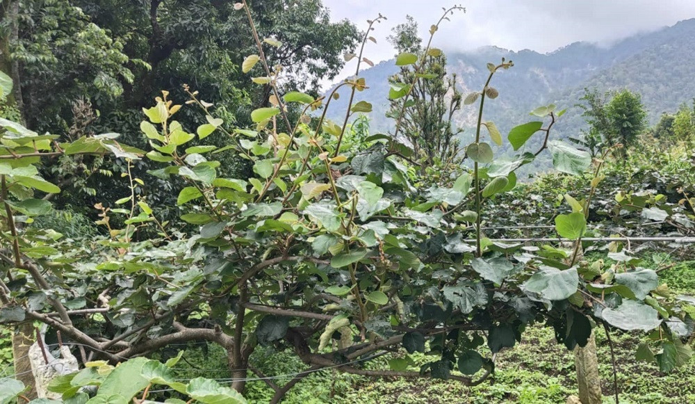 आम्दानीका लागि लगाइएका किबीका बोटले फल नदिएपछि किसान चिन्तित