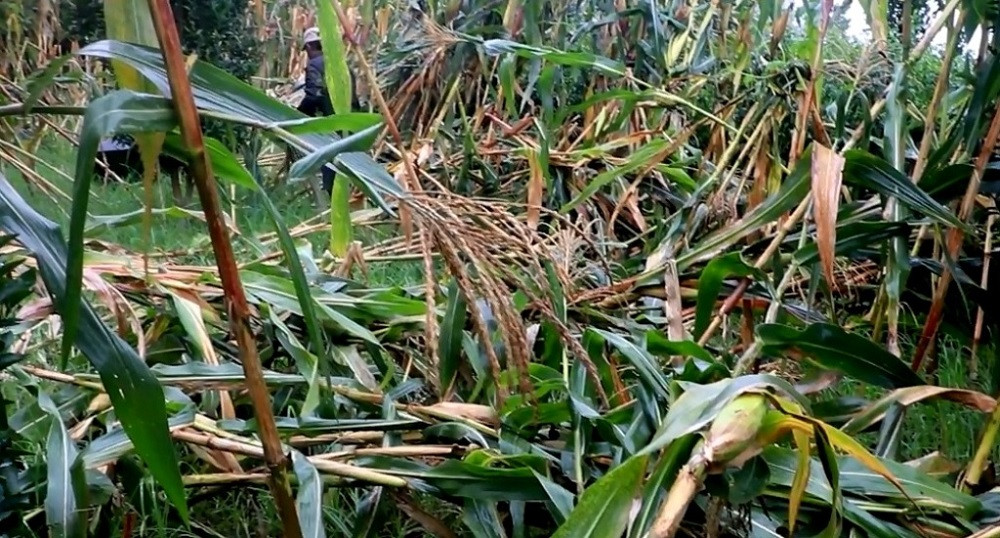 हावाहुरीले मकैबालीमा क्षति