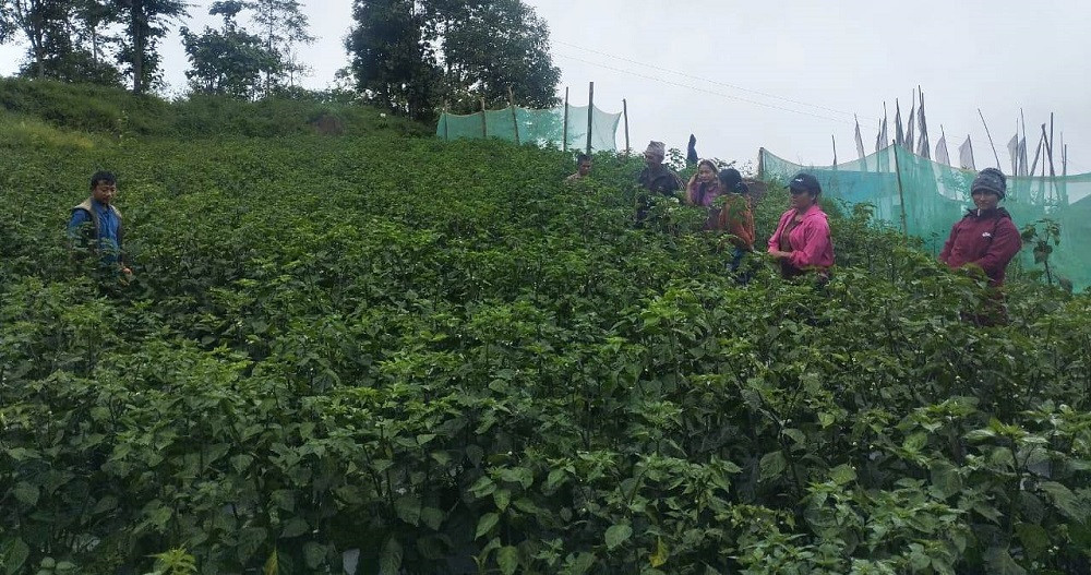 व्यावसायिक अकबरे खुर्सानीखेती गर्दै पौवादुङमाका किसान