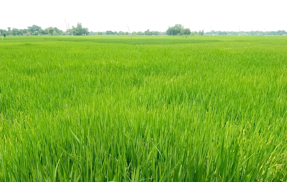 पश्चिम नवलपरासीमा पानी परेपछि धानबाली झाँगिदै