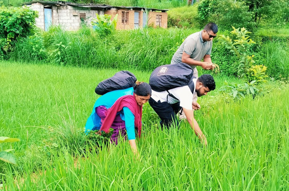 जेठो बुढो धानमा ‘ब्लाष्ट’ रोग देखियो