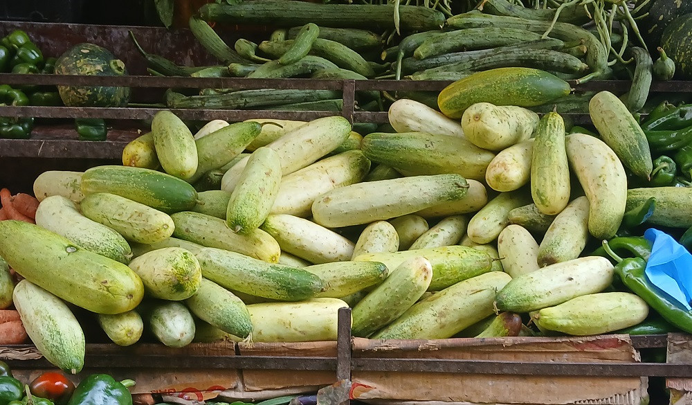 गडी र मास्करको काँक्रोले पाएन बजार, किसानलाई लगानी उठाउनै धौधौ