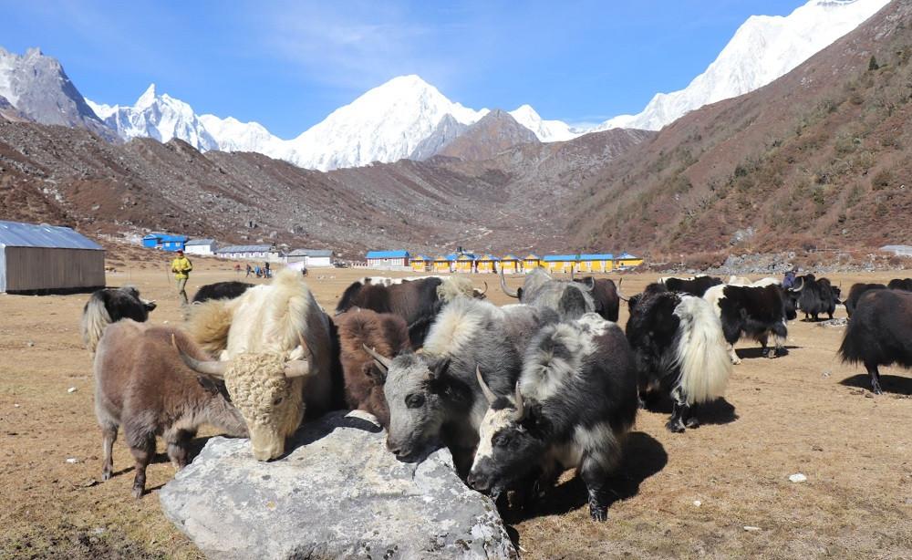 जंगली वन्यजन्तुको आक्रमणबाट मनाङमा पशुधन क्षति बढ्दै