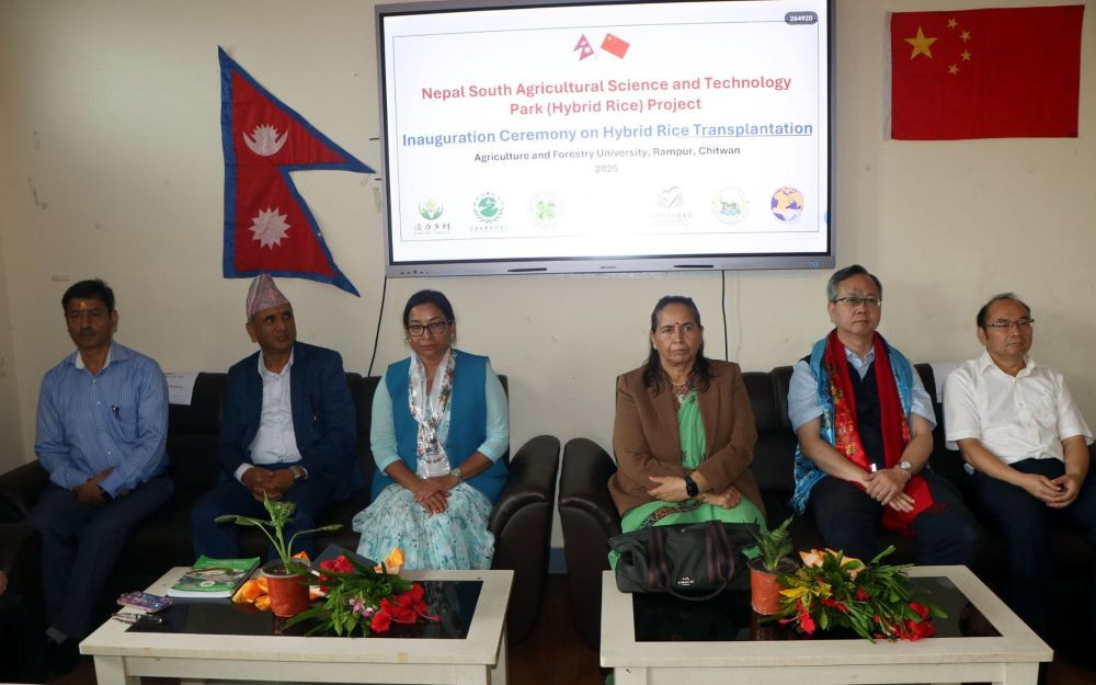 चिनियाँ वर्णशंकर धान चितवनमा रोपियो, उत्पादन राम्रो भए देश भरी पुर्‍याउने योजना