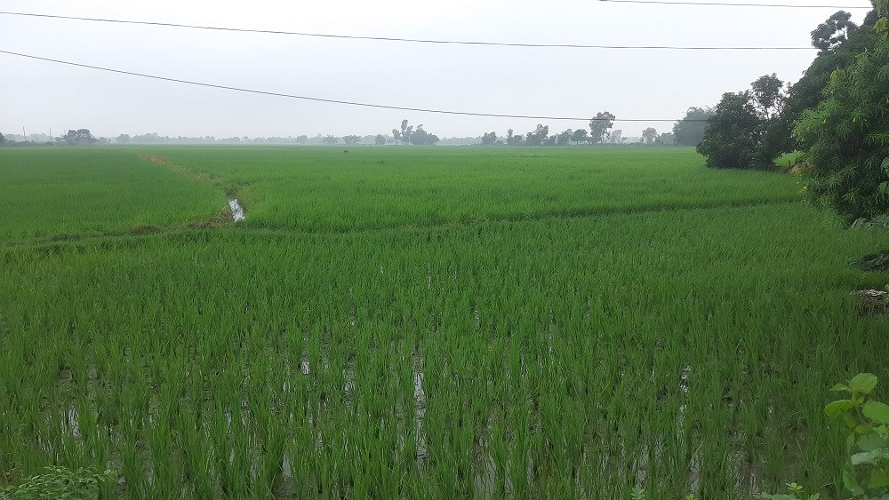 सुक्खाग्रस्त संकट झेलेका पर्साका कृषकलाई मलखादको पिरलो