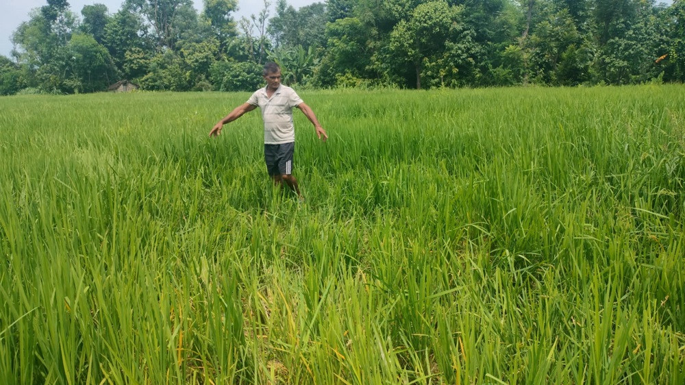 शुक्लाफाँटामा हात्ती आतंक, धानबाली सखाप पार्ने चिन्ता