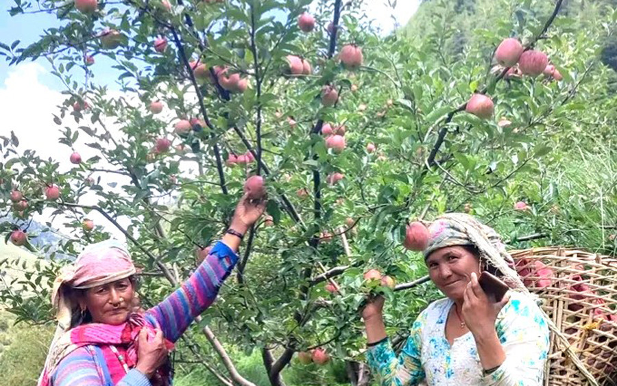 स्याउ बगैँचा व्यवस्थापनमा जुटे जुम्लाका किसान