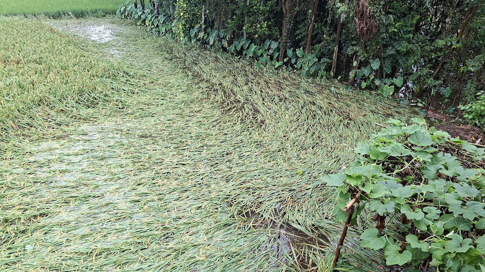 बाला लाग्ने बेलाका धान वर्षा र हावाहुरीले सखाप