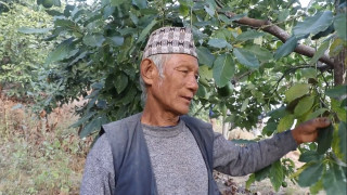 बुढ्यौलीमा पनि लोभलाग्दो मेहनत, व्यावसायिक एभोकाडो खेतीबाट मनग्य आम्दानी