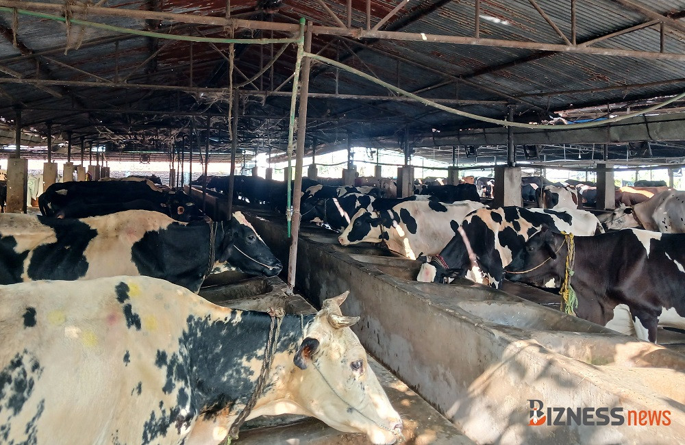 मासु र दूधमा आत्मनिर्भर बनाउन अन्नपूर्णका किसानलाई उत्पादनमा आधारित अनुदान