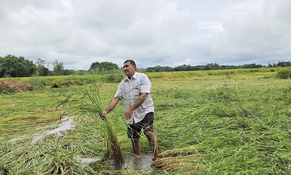 वर्षाले देशभर ३ अर्ब ५५ करोड रुपैयाँबराबरको कृषि तथा पशुपक्षी क्षेत्रमा क्षति