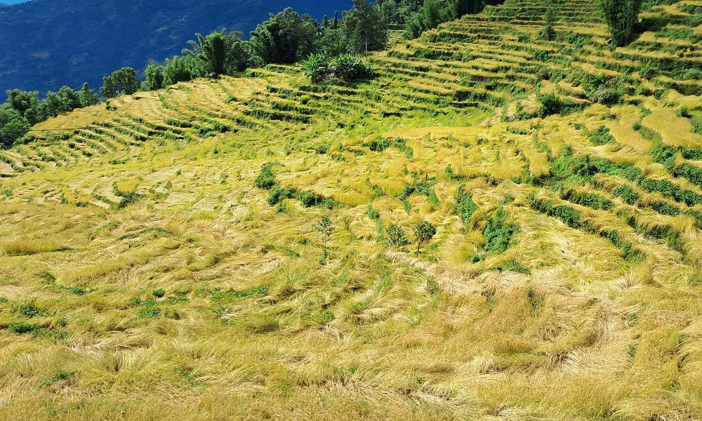 बेमौसमी वर्षाले कोशीमा २ अर्बभन्दा बढीको धानबाली नोक्सानी