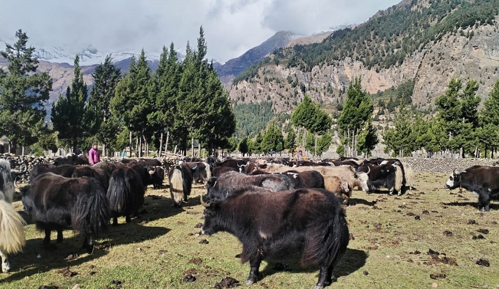 हिमपातपछि मुस्ताङका याकचौँरी बेँसी सारिए