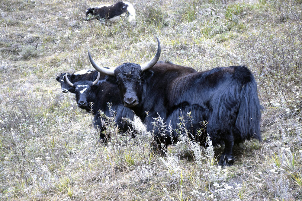 saipal chauri (4).jpg