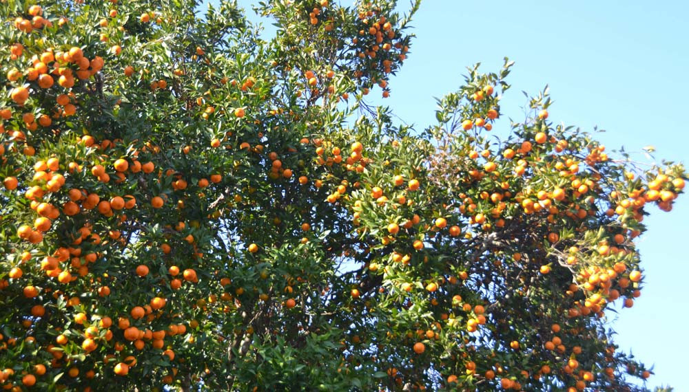 अर्बकुना सुन्तला उत्पादन कृषक समूहद्वारा ८७ लाखको सुन्तला बिक्री