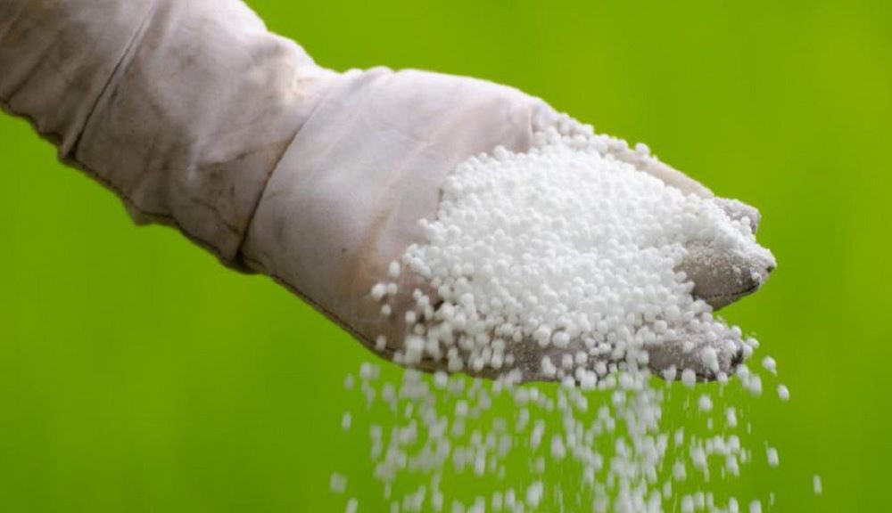 झापामा हिउँदे बालीका लागि रासायनिक मलको अभाव नहुने