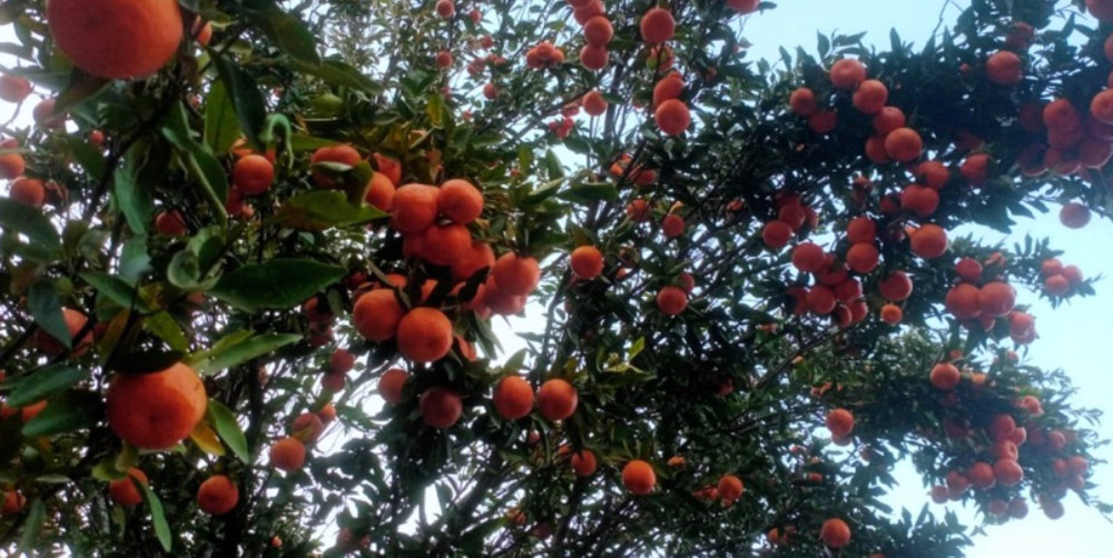 सुन्तलाखेतीले फेरिँदै भोजपुरका किसानको जीवनस्तर