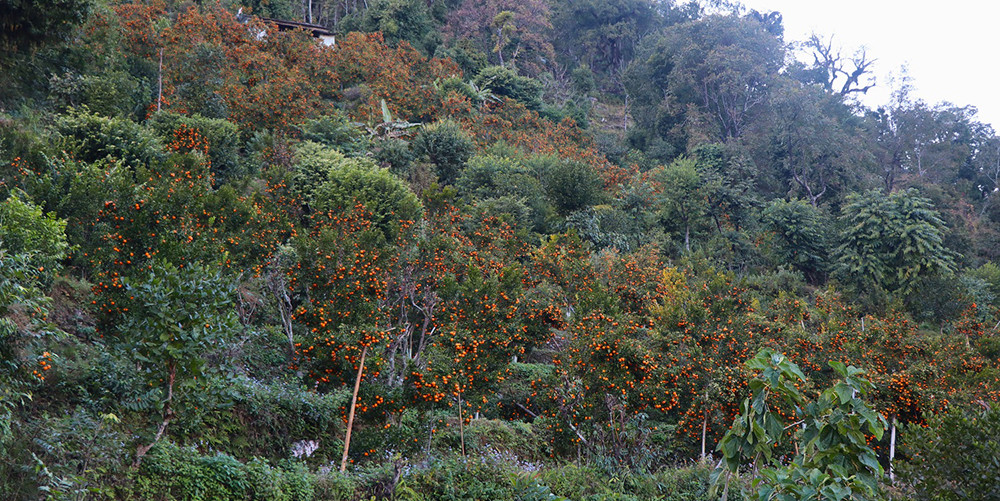 राखुका किसानलाई सुन्तला ढुवानीमा समस्या