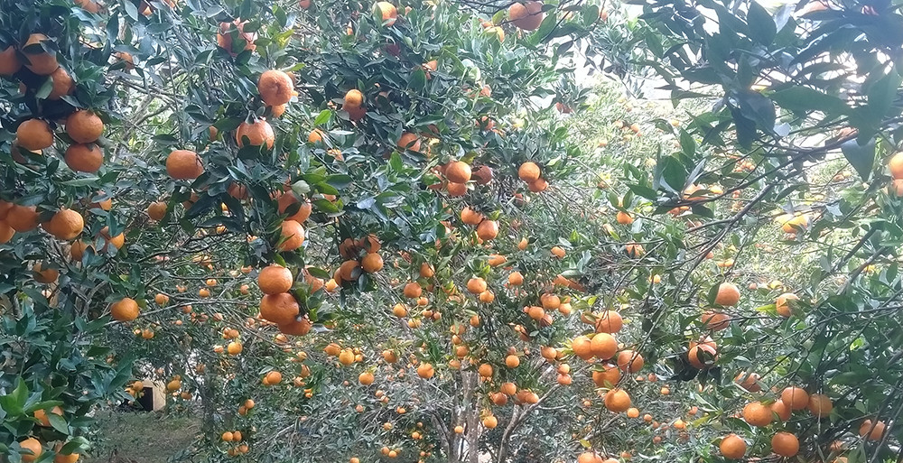 सुन्तलाले&nbsp;उचित मूल्य पाएपछि चितवनका किसान उत्साहित