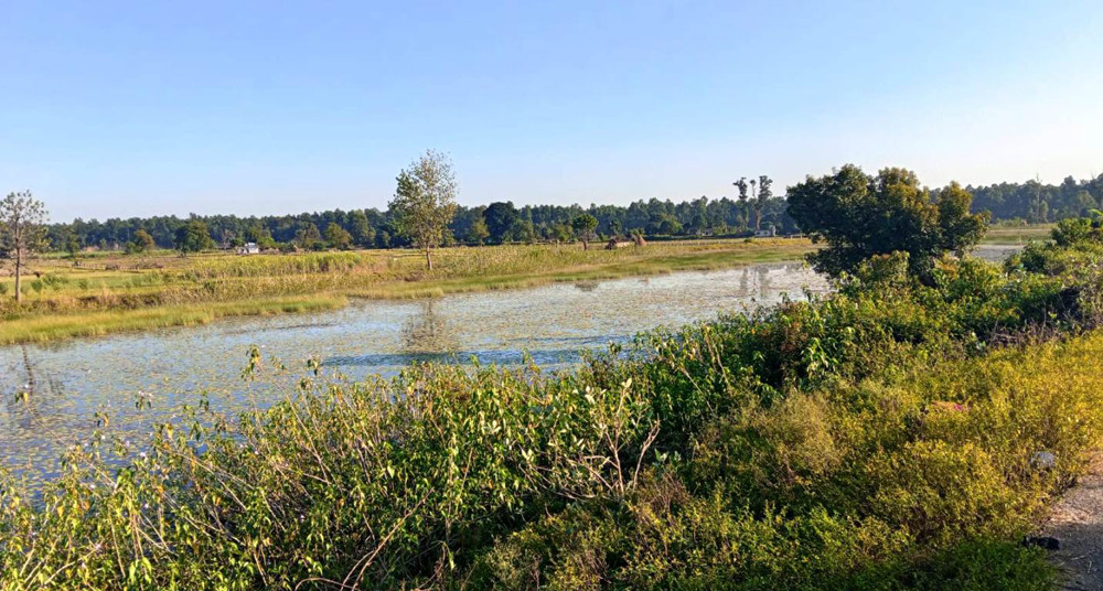 २२ बिघाको गडबिजुला ताल पाँच बिघामा खुम्चियो