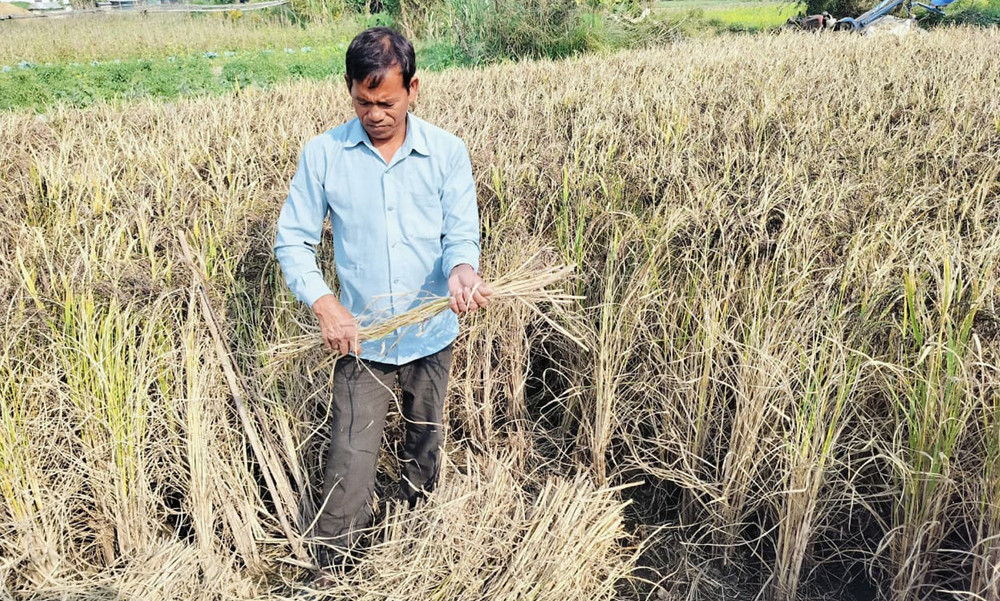 कालानमक धानको स्वाद र सुगन्ध जोगाउने कसरत