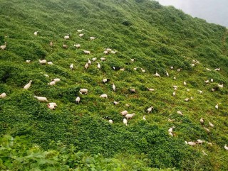 हिलेभित्ताको चरनखर्कमा एक बथान भेडा