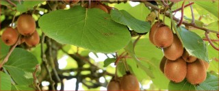 नेपालबाट किबीका बिरुवा भुटान निर्यात