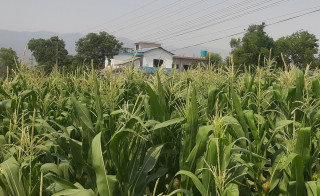 मकै बाली